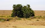 TANZANIA - Serengeti National Park - 026